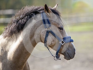 Portrait of a sporty gray horse with a bridle