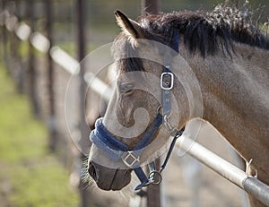 Portrait of a sporty gray horse with a bridle