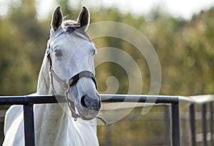 Portrait of a sporty white horse with a bridle