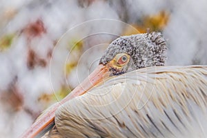 Portrait spot billed pelican with light background photo