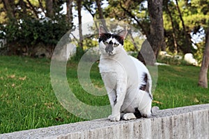 Portrait of the spotted black and white cat in the Tangier, Morocco