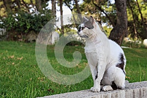 Portrait of the spotted black and white cat in the Tangier, Morocco