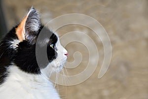 Portrait of a spotted cat head in profile, the cat has a stare, expressive eye, pink nose. Sandy brown background