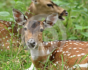 Portrait of Spotted Dears in the forests