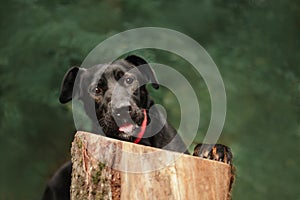Portrait of a spotted dog with protruding tongue