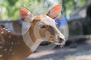 Portrait of spotted fallow deer in the sun.Head of cute young deer