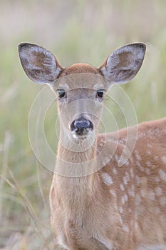 Portrait of spotted Fawn whitetail deer