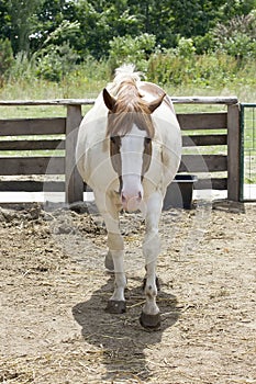 Portrait of spotted horse