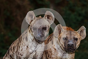 Portrait of spotted hyena