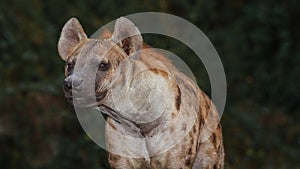 Portrait of spotted hyena