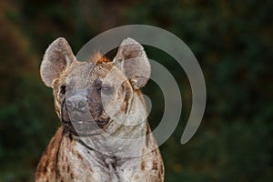 Portrait of spotted hyena