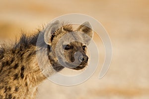 Portrait of Spotted Hyena