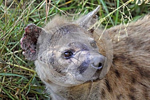 Portrait of a spotted hyena
