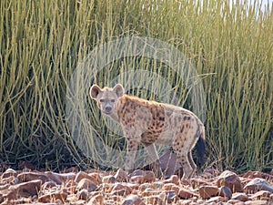 Portrait of spotted hyena standing in front of green desert bush looking into distance, Palmwag, Namibia, Africa
