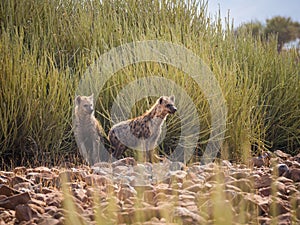 Portrait of spotted hyenas standing in front of green desert bush looking into distance, Palmwag, Namibia, Africa