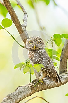 Portrait of Spotted owlet