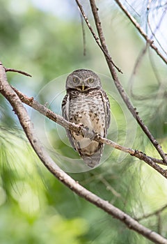 Portrait of Spotted owlet( Athene brama)