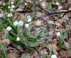 Portrait of spring snowflake leucojum vernum flowers blooming in early spring in alpine valley `FrÃ¼hlingstal` in Kalte