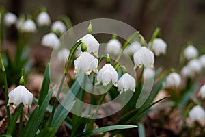 Portrait of spring snowflake leucojum vernum flowers blooming in early spring with blurred bokeh background