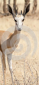 Portrait of a Springbok