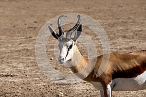 Portrait of Springbok Antidorcas marsupialis