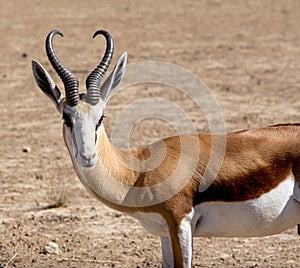 Portrait of Springbok Antidorcas marsupialis