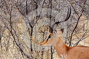 Portrait of Springbok Antidorcas marsupialis