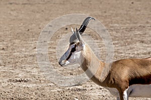 Portrait of Springbok gazella in kgalagadi, South Africa