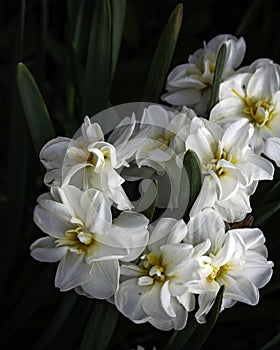 Portrait of Springtime White Flower Cluster