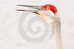 Portrait of, a squawking sand hill crane photo