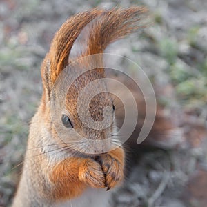 Portrait squirrel with long ears.