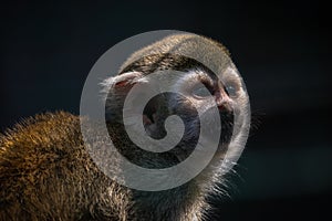 Portrait Of A Squirrel Monkey Close Up