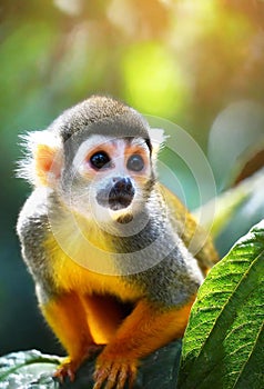 portrait of squirrel monkey in nature, ia generated