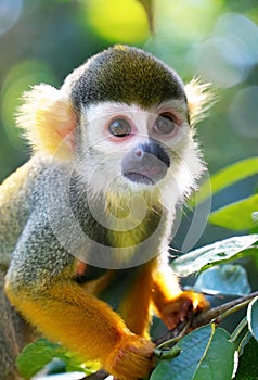 portrait of squirrel monkey in nature, ia generated