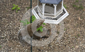  portrait of a squirrel stealing food from a bird feeder