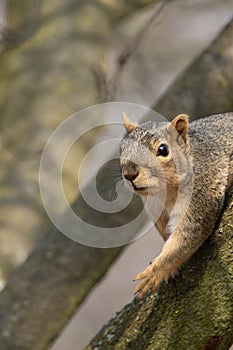 Portrait of squirrel on tree photo