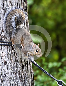 Portrait of a squirrel walking a rope