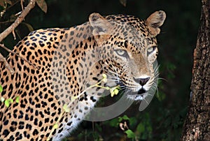 Portrait of an Sri Lankan Leopard photo
