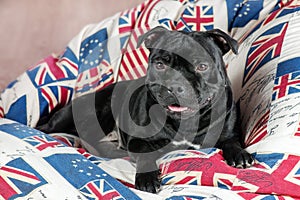 Portrait of Staffordshire Bull terrier breed dog, black color, sitting on big colofrul cushion with British flag colors.