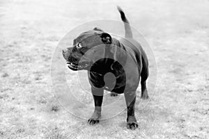 Portrait of a Staffordshire Bull Terrier in monochrome take on film with some film grain