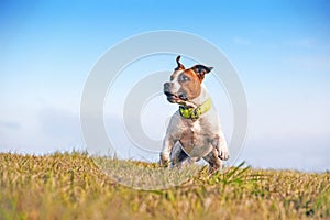 Portrait of staffordshire terrier