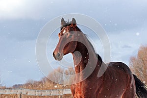 Portrait of the stallion