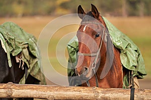 Portrait of a stallion on a tether covered with a rubberized rain blanket. The background is blurred.