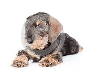 Portrait standard wire-haired dachshund puppy. isolated on white