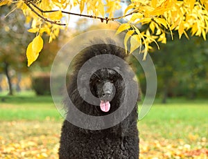 Portrait of standart poodle photo