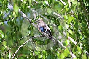 Portrait of standing eurasian jay. Garrulus glandarius