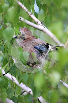 Portrait of standing eurasian jay. Garrulus glandarius