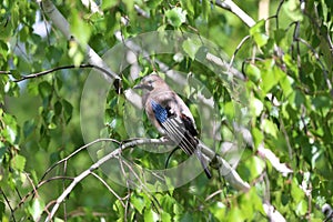 Portrait of standing eurasian jay. Garrulus glandarius