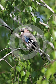 Portrait of standing eurasian jay. Garrulus glandarius