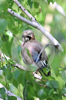 Portrait of standing eurasian jay. Garrulus glandarius